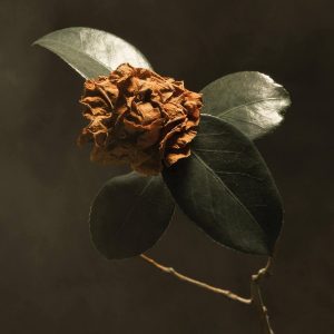 St. Paul & the Broken Bones: Young Sick Camellia